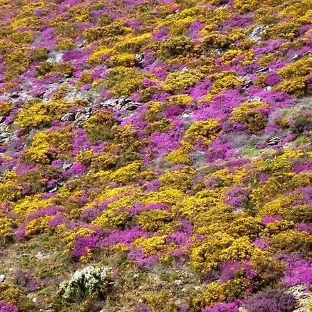 住宿加早餐酒店 Da Garca 圣佩罗多索