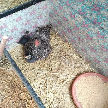 Da Garca Panzió *