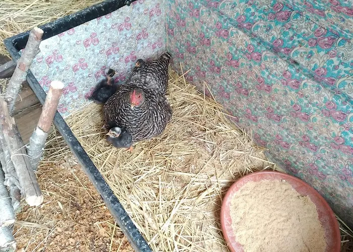 Da Garca Bed & Breakfast *