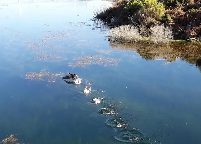 Bed & Breakfast Da Garca São Pedro do Sul